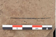 Foto (Detailansicht) von Asterocalyx styriacus Ettingshausen (NHMW-GEO-2024-0188-0414)